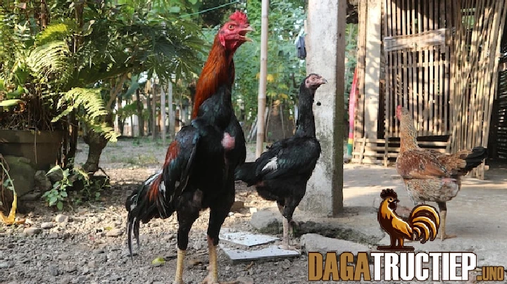 Chia Sẻ Cách Tập Lực Cho Gà Chọi Từ A Đến Z Cho Các Sư Kê 