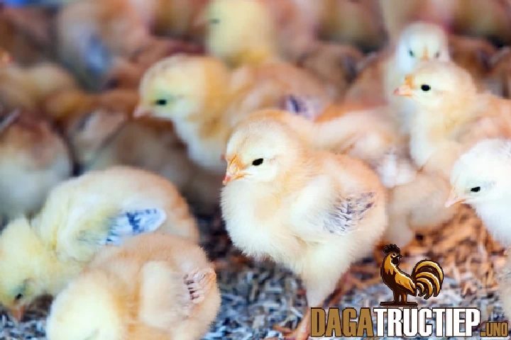 Cách Chăm Sóc Gà Chọi Con Để Phát Triển Nhanh Và Khỏe Mạnh