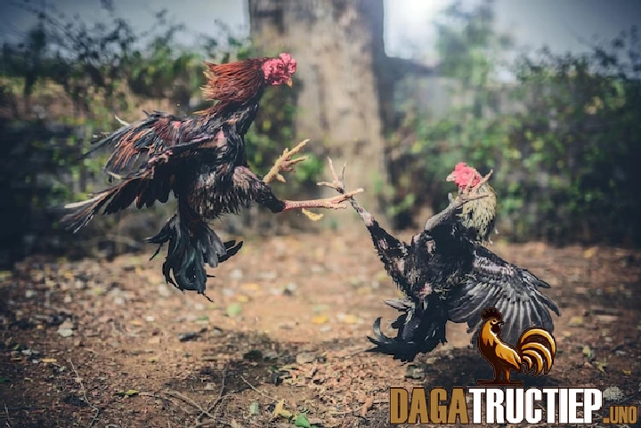 Cách Tạo Dòng Gà Chọi Bất Bại Và Phương Pháp Huấn Luyện