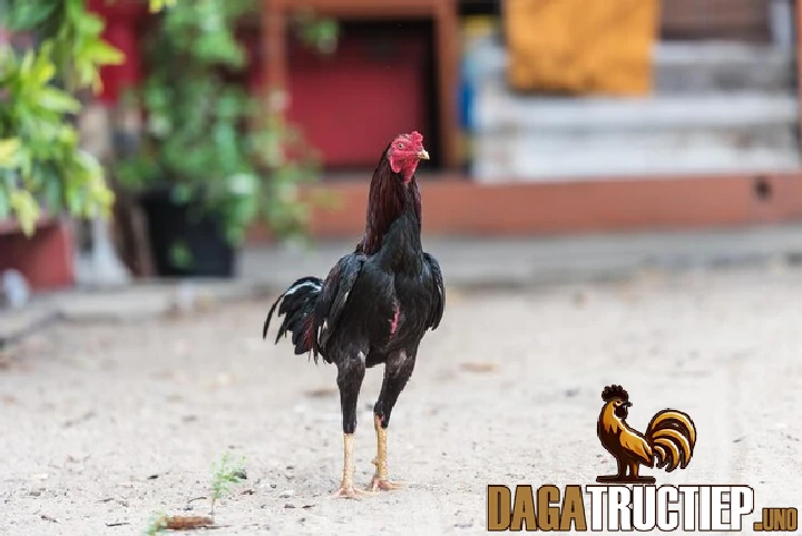 Xem Tướng Gà Chọi Như Thế Nào? Kiến Thức Chơi Gà Đá Cơ Bản