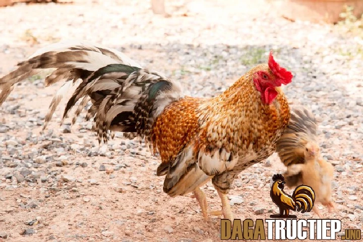 Cách Tẩy Giun Cho Gà Chọi Đạt Hiệu Quả 100% Cho Người Mới