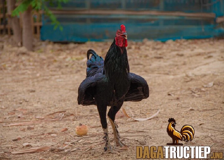 Phương Pháp Chữa Mốc Gà Chọi Hiệu Quả Từ Chuyên Gia