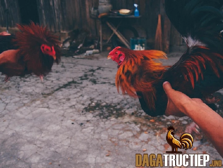 Ngũ Cốc Cho Gà Đá Sư Kê Cần Biết Để Nuôi Gà Chọi Tốt