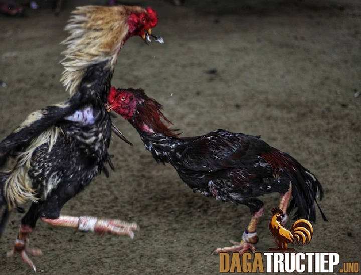 Hướng Dẫn Cách Ngâm Rượu Thuốc Cho Gà Chọi Hiệu Quả