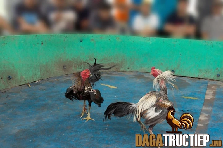 Các Lối Đá Gà Chọi Phổ Biến Và Cách Nhận Diện Chính Xác