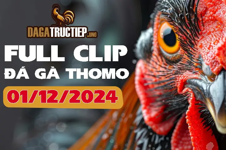 Full Video Đá Gà Thomo C1 Ngày 01/12/2024